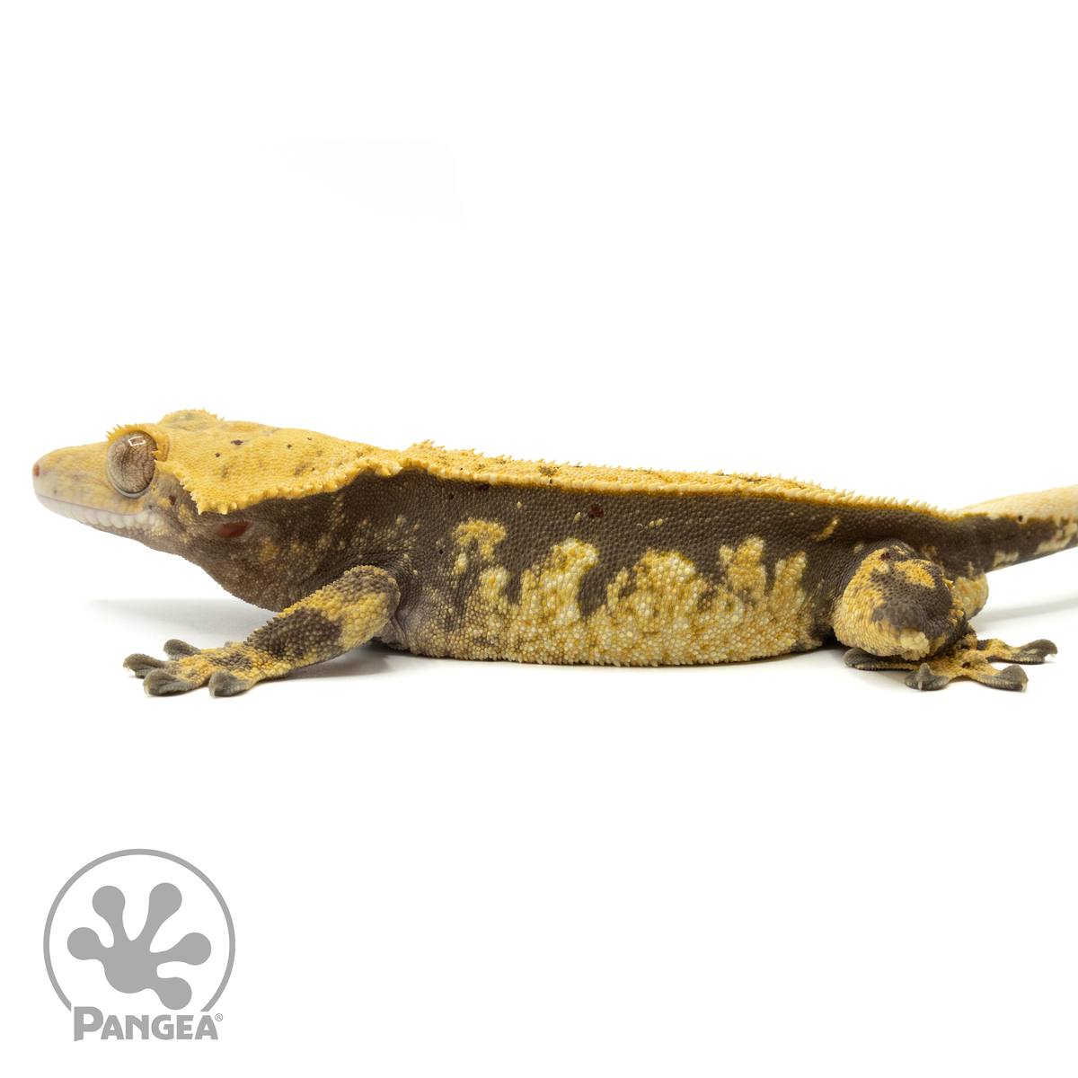 Male Pinstripe Crested Gecko | Pangea Reptile | Cr-1560 - Pangea ...