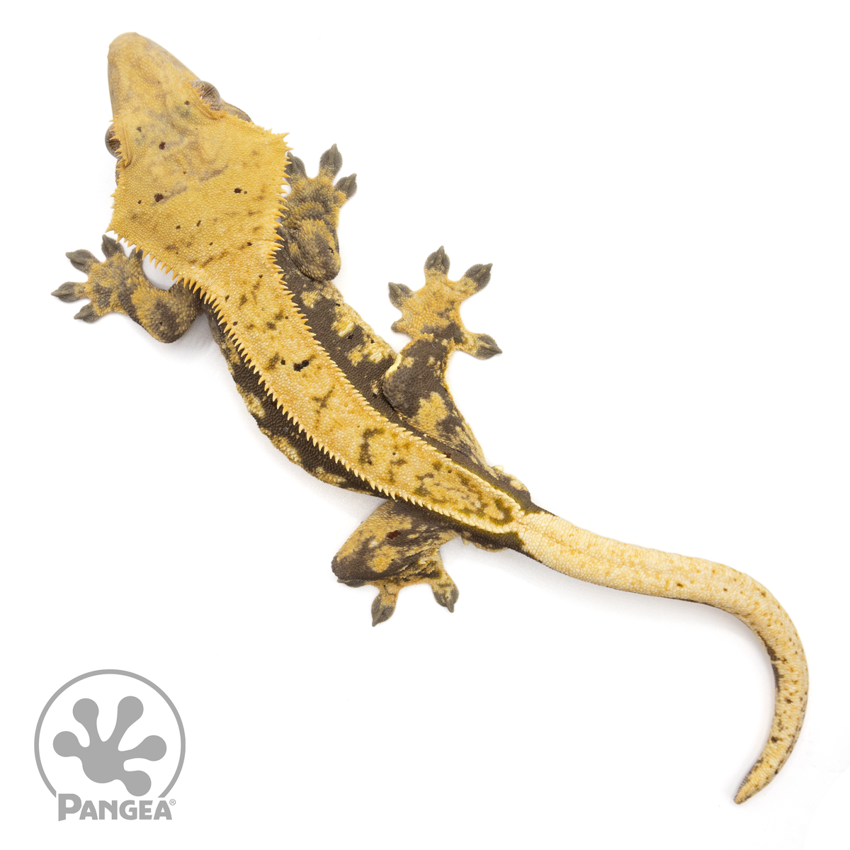 Male Pinstripe Crested Gecko | Pangea Reptile | Cr-1560 - Pangea ...