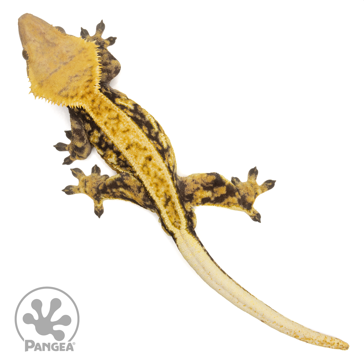 Male Tricolor Extreme Crested Gecko | Pangea Reptile | Cr-1618 - Pangea ...