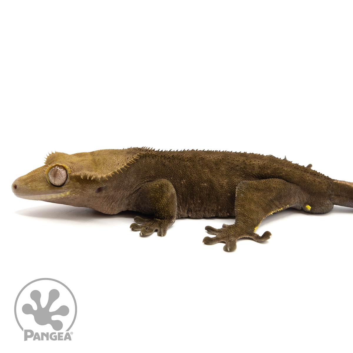 Male Phantom Crested Gecko Pangea Reptile Cr 1620 Pangea Reptile LLC