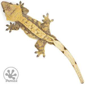 Male Red Extreme Harlequin Crested Gecko Cr-1664