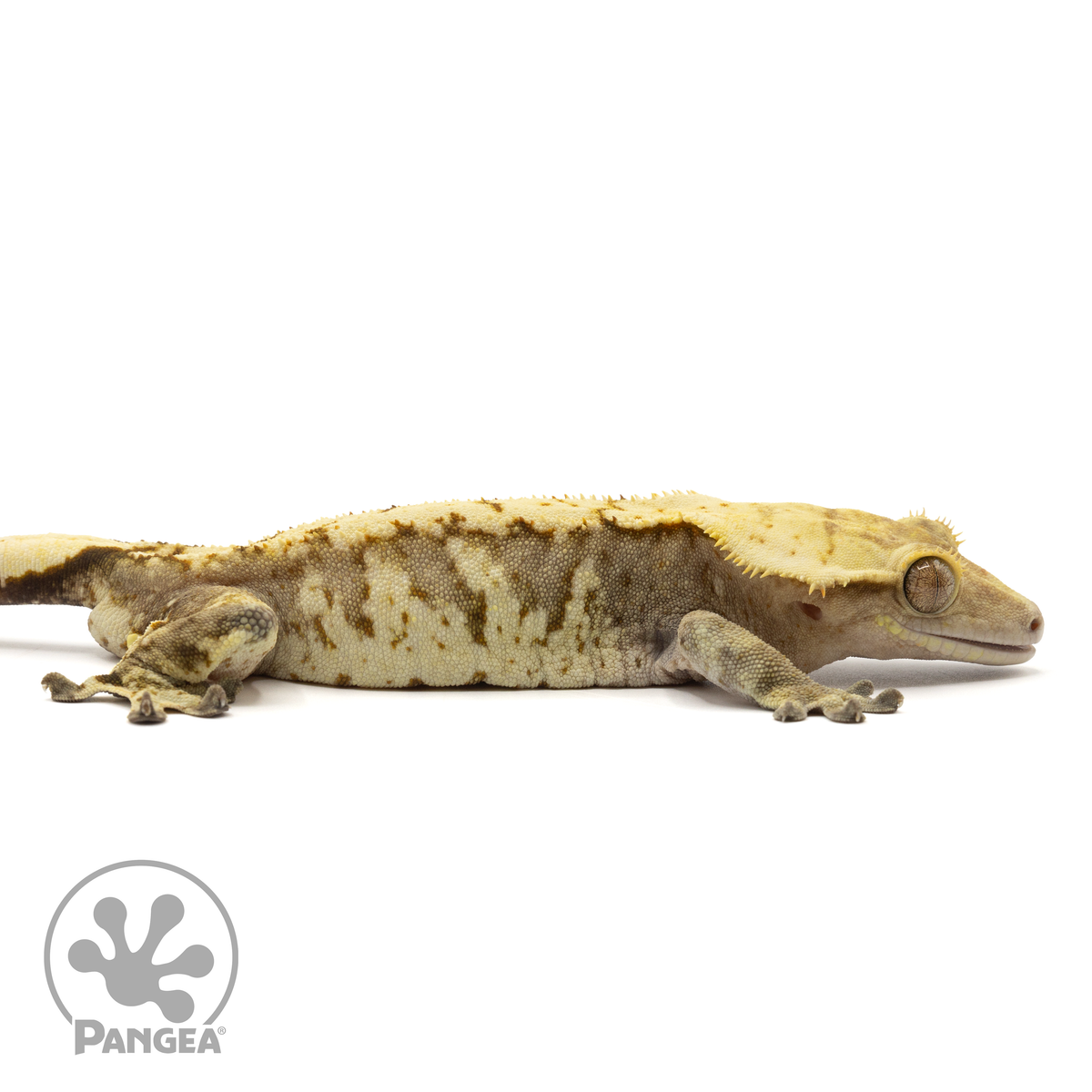 Male Extreme Harlequin Crested Gecko | Pangea Reptile | Cr-1665 ...