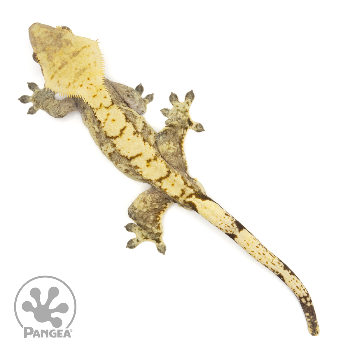 Male Extreme Harlequin Crested Gecko | Pangea Reptile | Cr-1665 ...