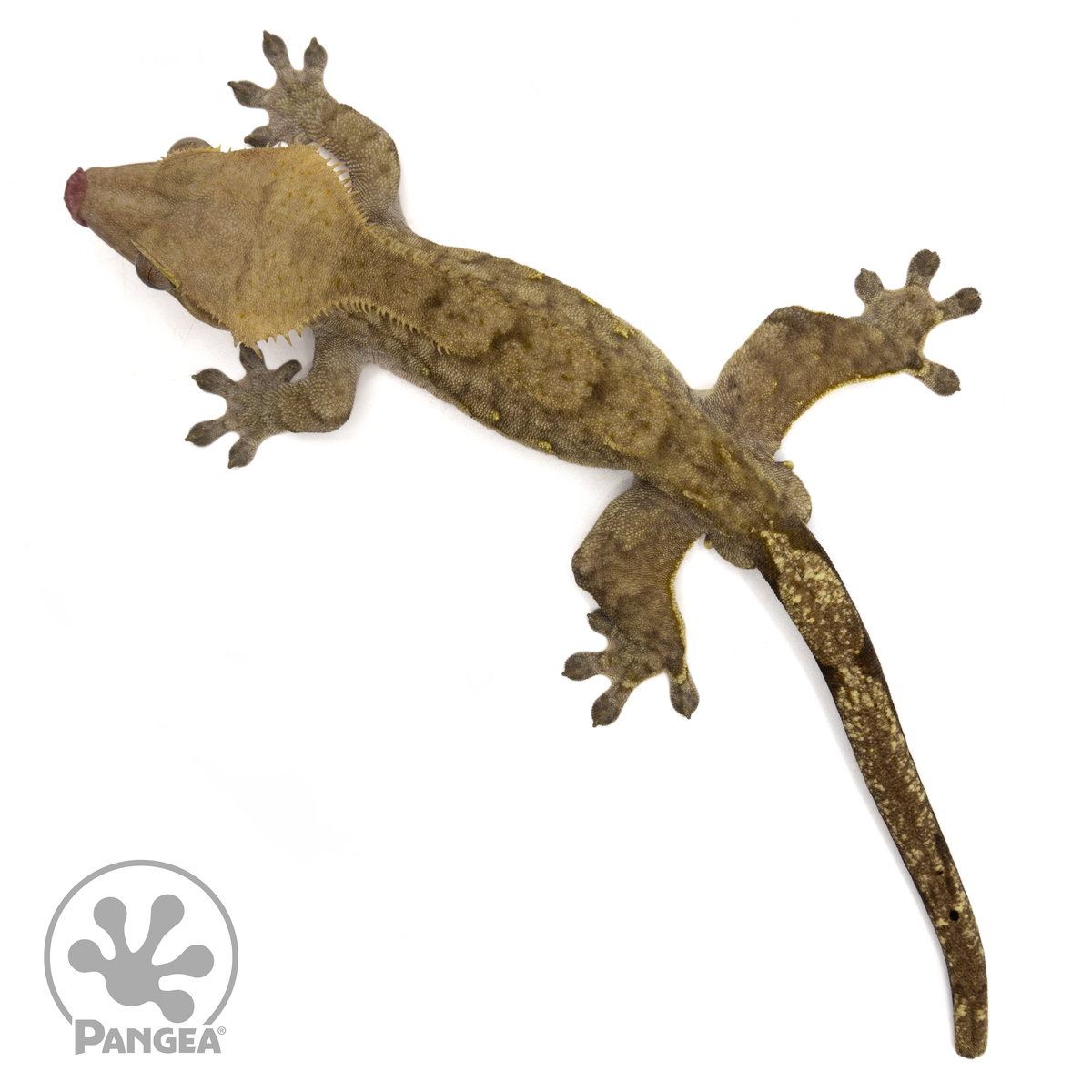 Male Tiger Crested Gecko | Pangea Reptile | Cr-1739 - Pangea Reptile LLC