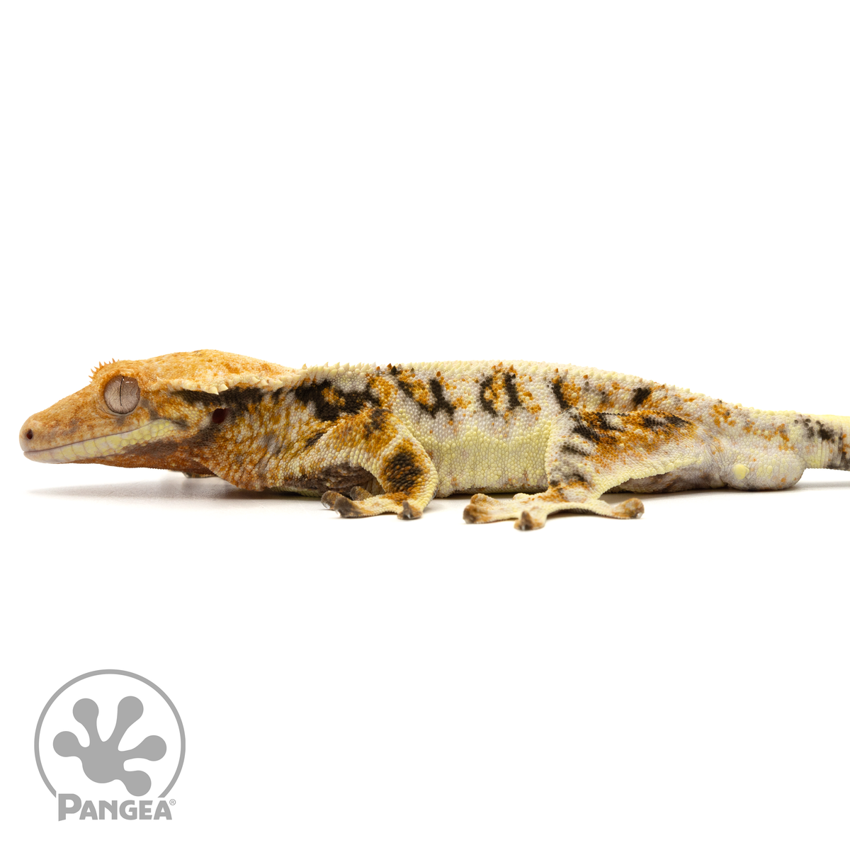 Male Tricolor Lilly White Crested Gecko | Pangea Reptile | Cr-1743 ...