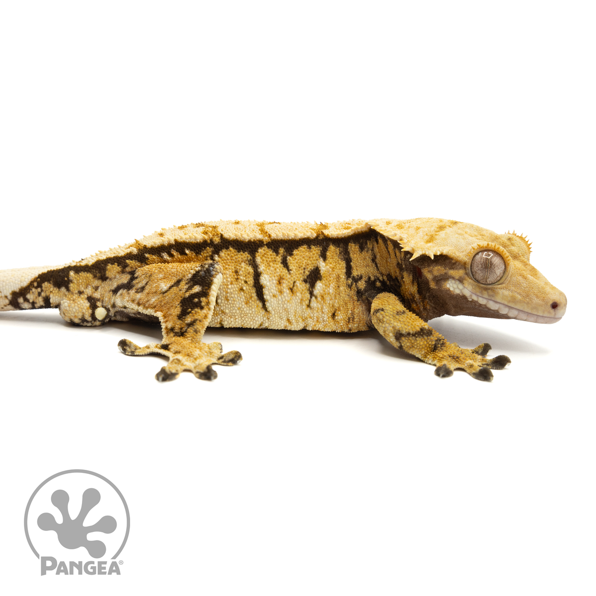 Male Tricolor Extreme Crested Gecko | Pangea Reptile | Cr-1777 - Pangea ...