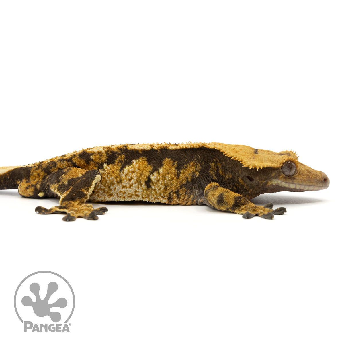 Male Tricolor Harlequin Crested Gecko | Pangea Reptile | Cr-1787 ...