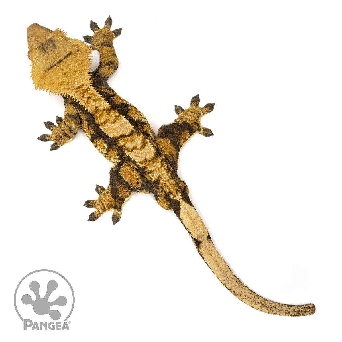 Male Tricolor Harlequin Crested Gecko | Pangea Reptile | Cr-1787 ...