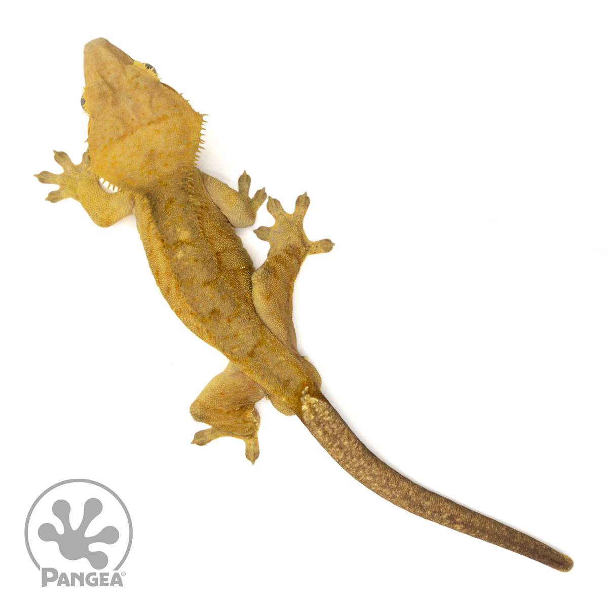 Male Tiger Crested Gecko | Pangea Reptile | Cr-1829 - Pangea Reptile LLC