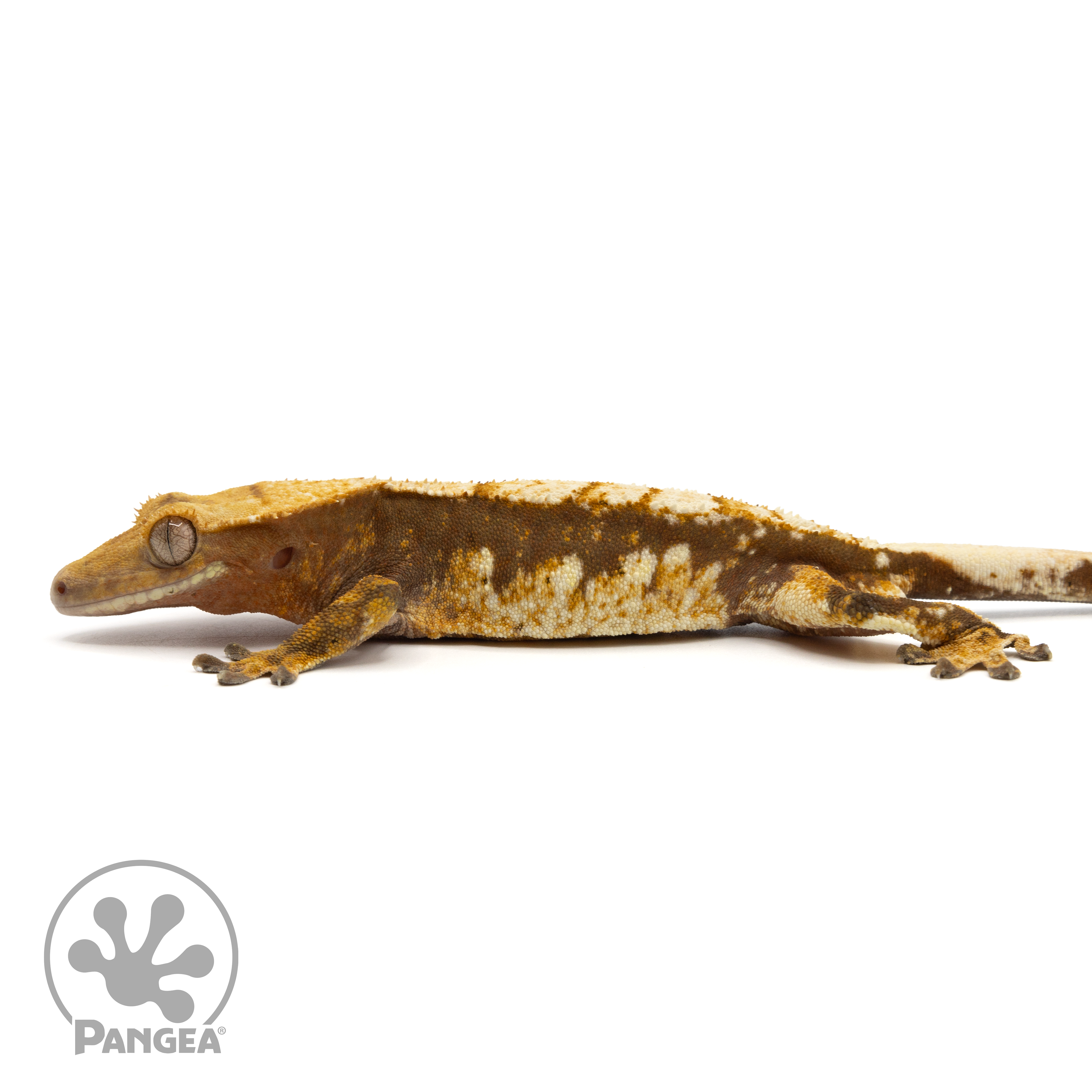 Pangea reptile sales crested gecko