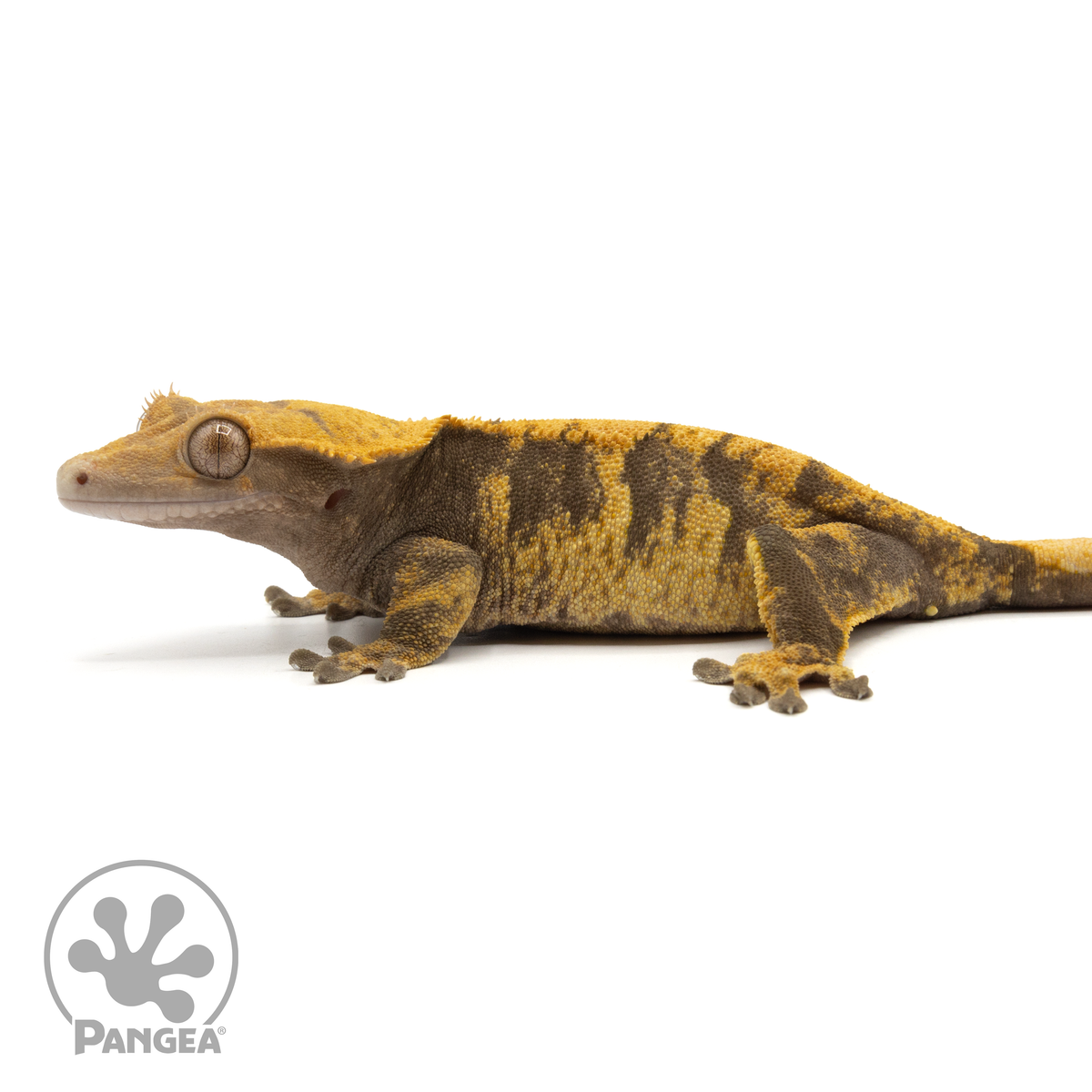 Female XXX Crested Gecko | Pangea Reptile | Cr-1867 - Pangea Reptile LLC