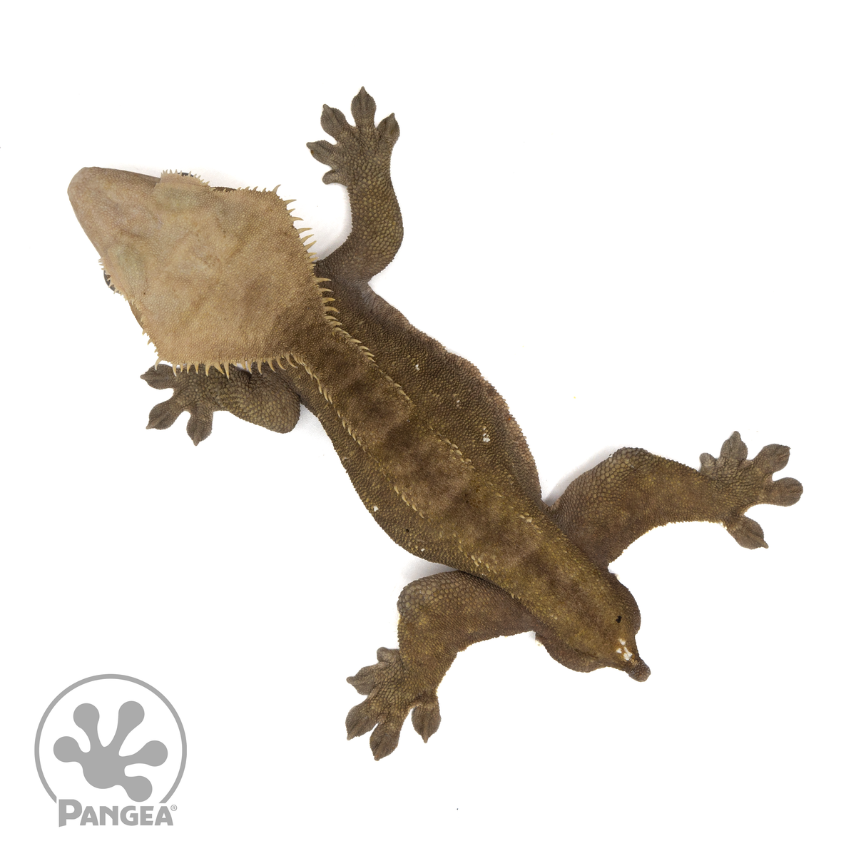 Male Phantom Crested Gecko | Pangea Reptile | Cr-1878 - Pangea Reptile LLC