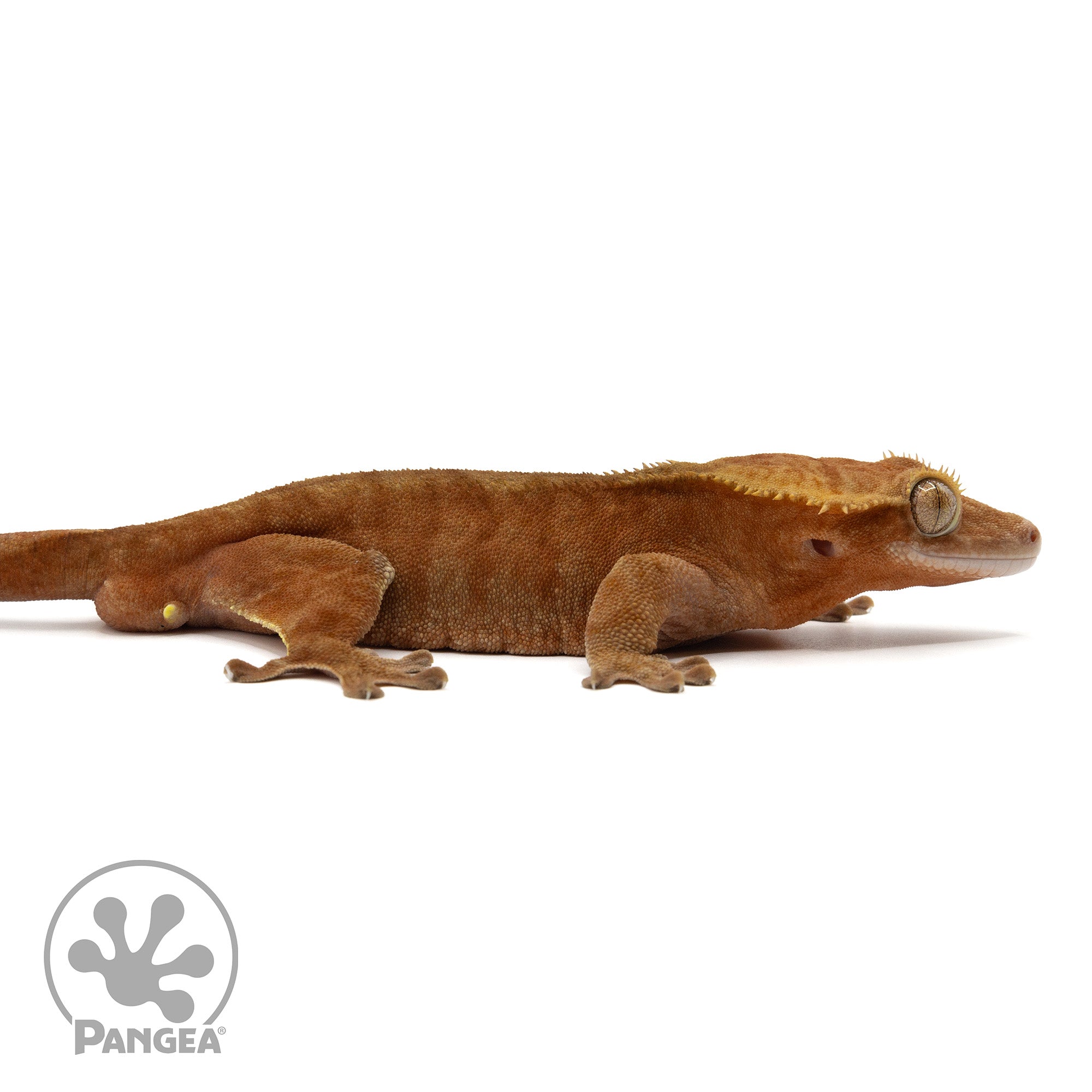 Male Red Phantom Crested Gecko | Pangea Reptile | Cr-1881 - Pangea ...