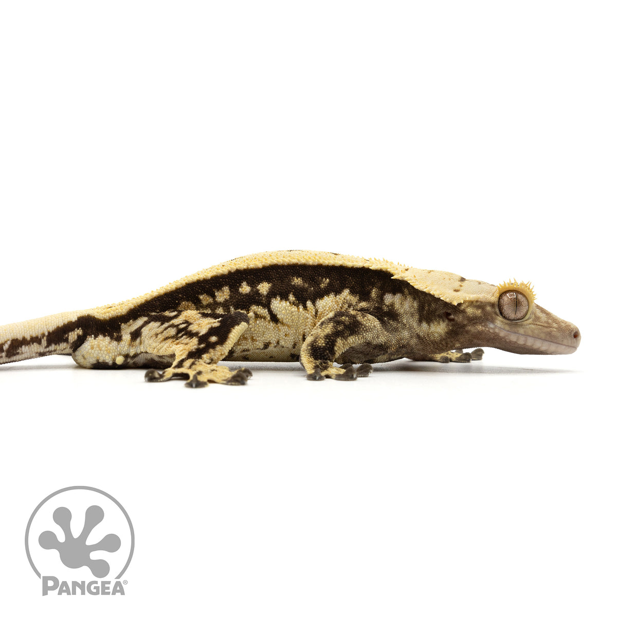 Male White Wall Crested Gecko | Pangea Reptile | Cr-1884 - Pangea ...