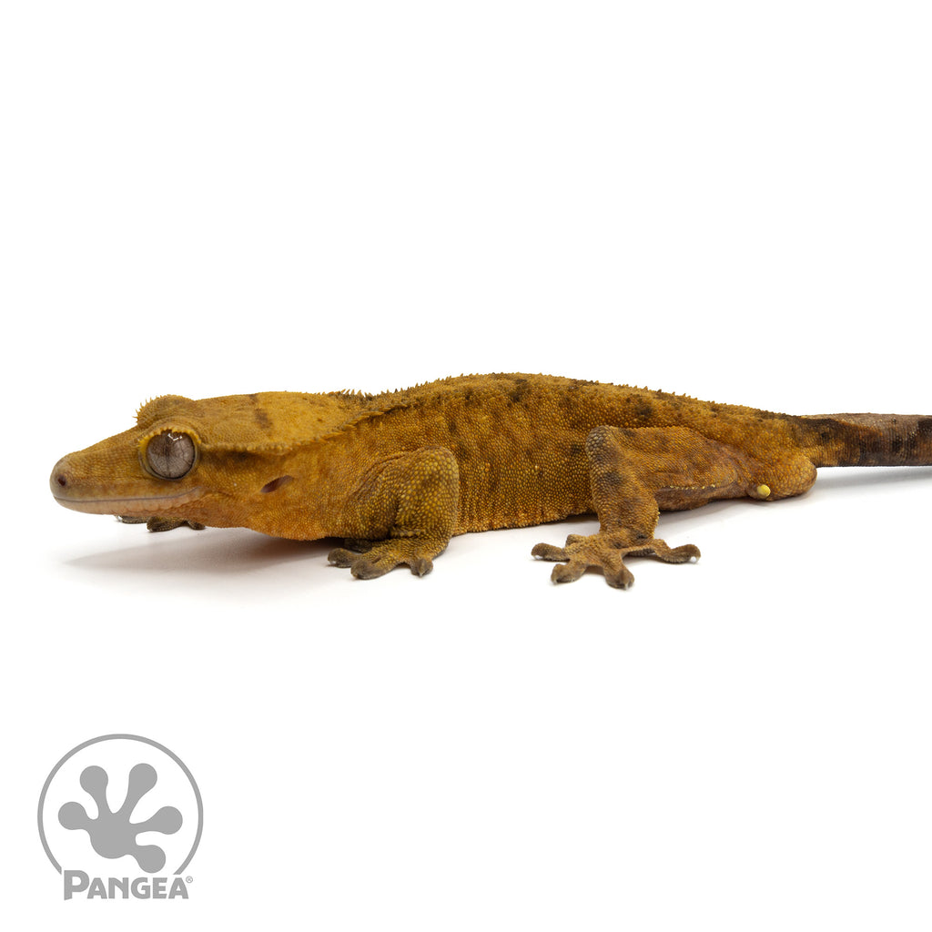 Crested gecko misting system deals