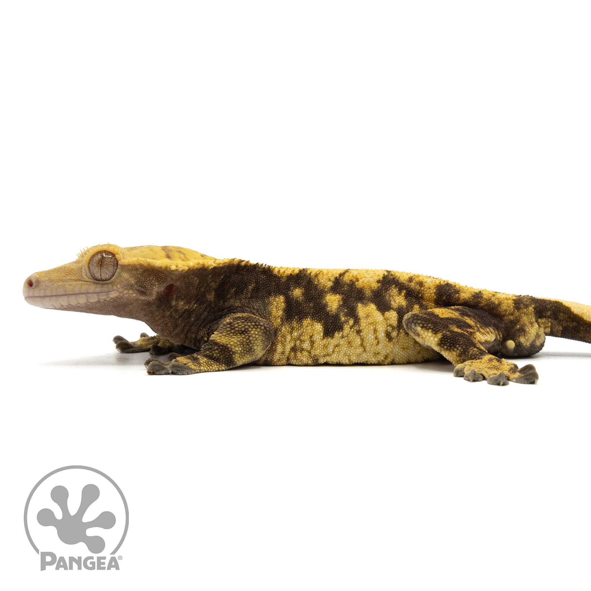 Male XXX Crested Gecko | Pangea Reptile | Cr-1912 - Pangea Reptile LLC