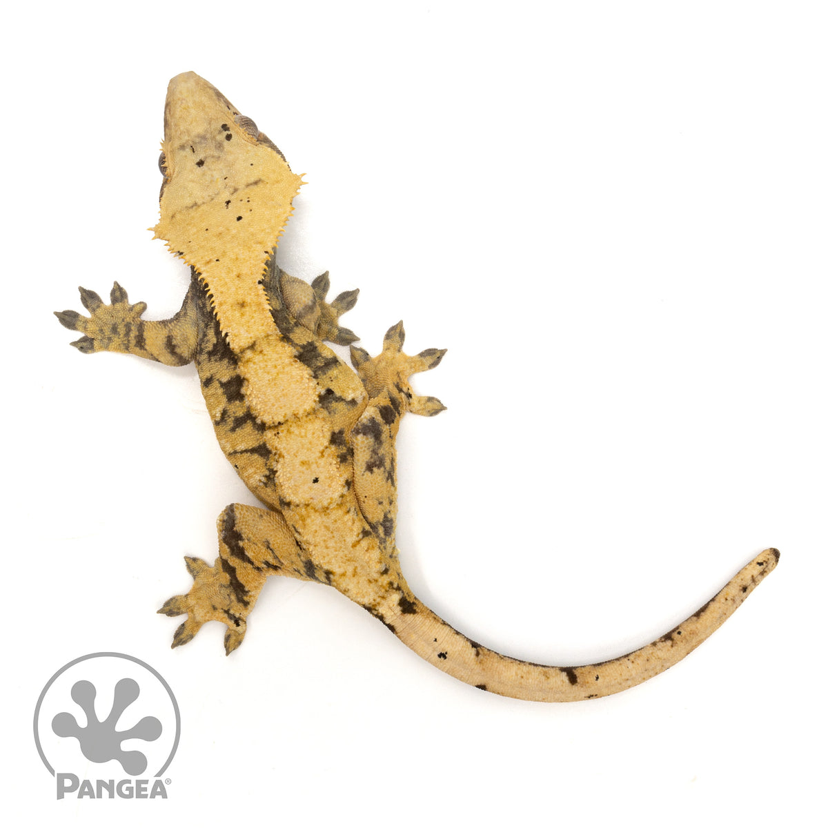 Female Extreme Harlequin Crested Gecko | Pangea Reptile | Cr-1958 ...