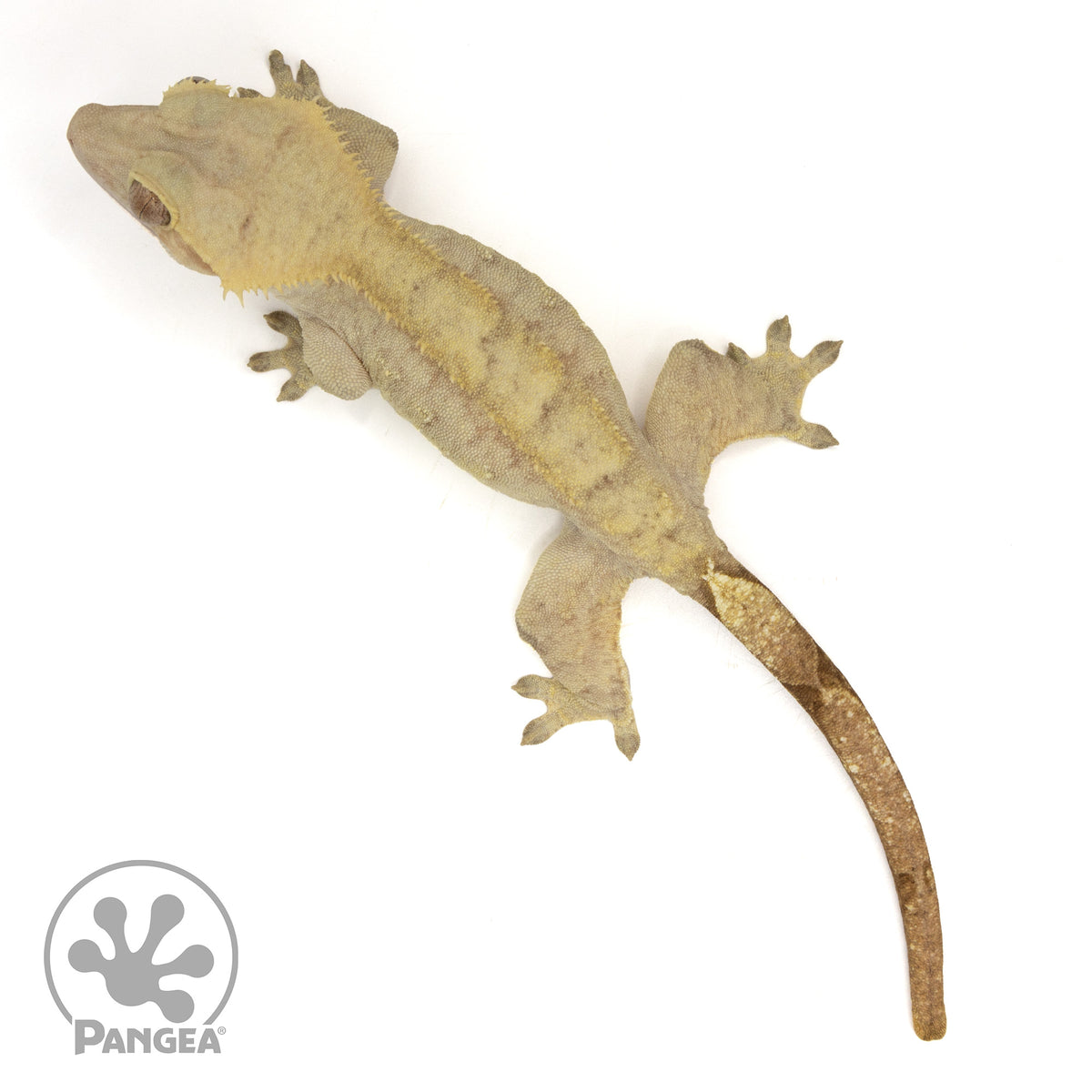 Female Lavender Brindle Crested Gecko | Pangea Reptile | Cr-1968 ...