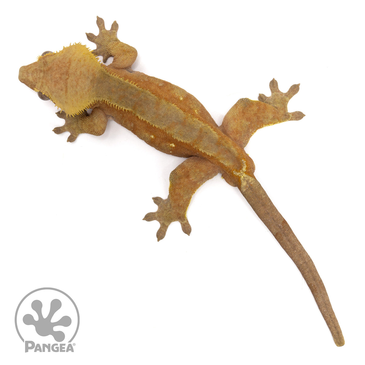 Male Red Phantom Crested Gecko | Pangea Reptile | Cr-1982 - Pangea ...