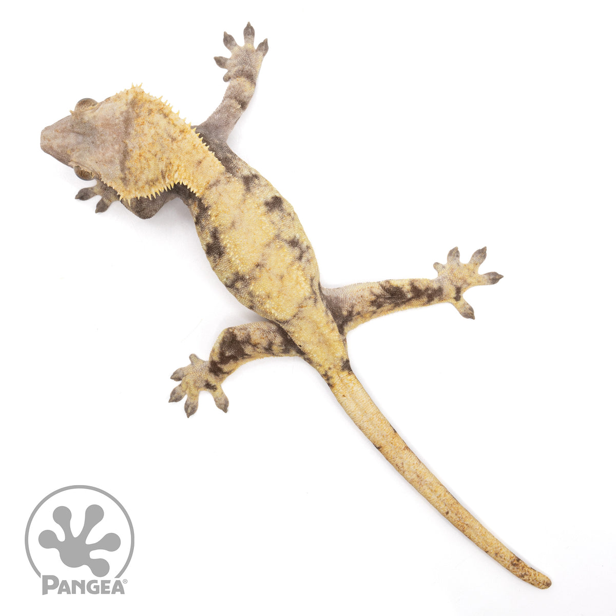 Female XXX Crested Gecko | Pangea Reptile | Cr-1990 - Pangea Reptile LLC