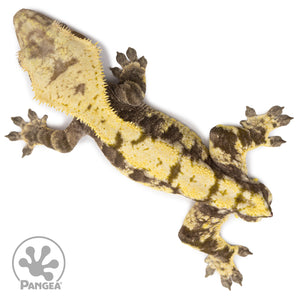 Male Extreme Harlequin Crested Gecko Cr-2009 from above