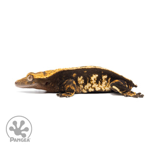 Female Partial Pin Harlequin Crested Gecko Cr-2029 facing left