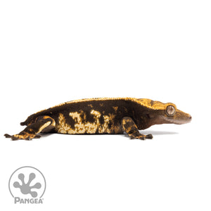 Female Partial Pin Harlequin Crested Gecko Cr-2029 facing right