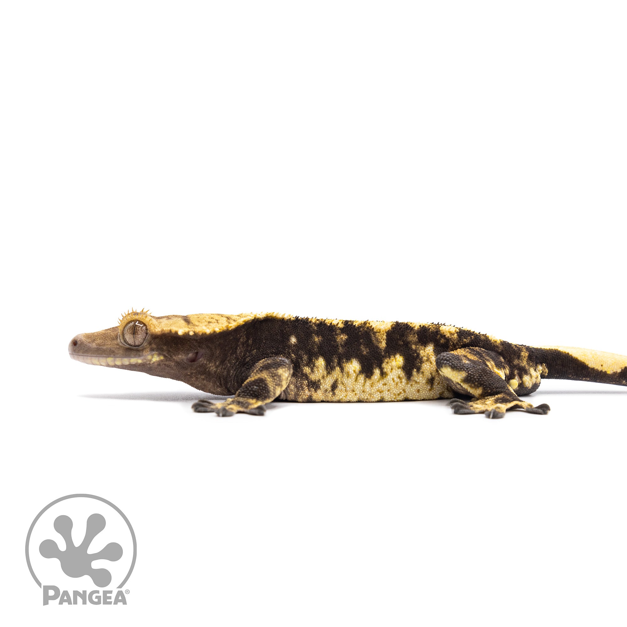 Male Extreme Harlequin Crested Gecko Cr-2044 facing left