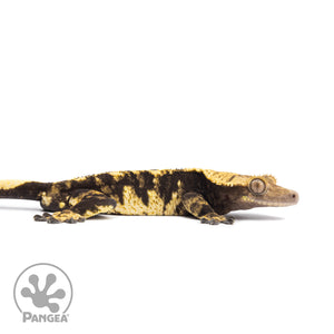 Male Extreme Harlequin Crested Gecko Cr-2044 facing right