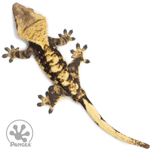 Male Extreme Harlequin Crested Gecko Cr-2044 from above