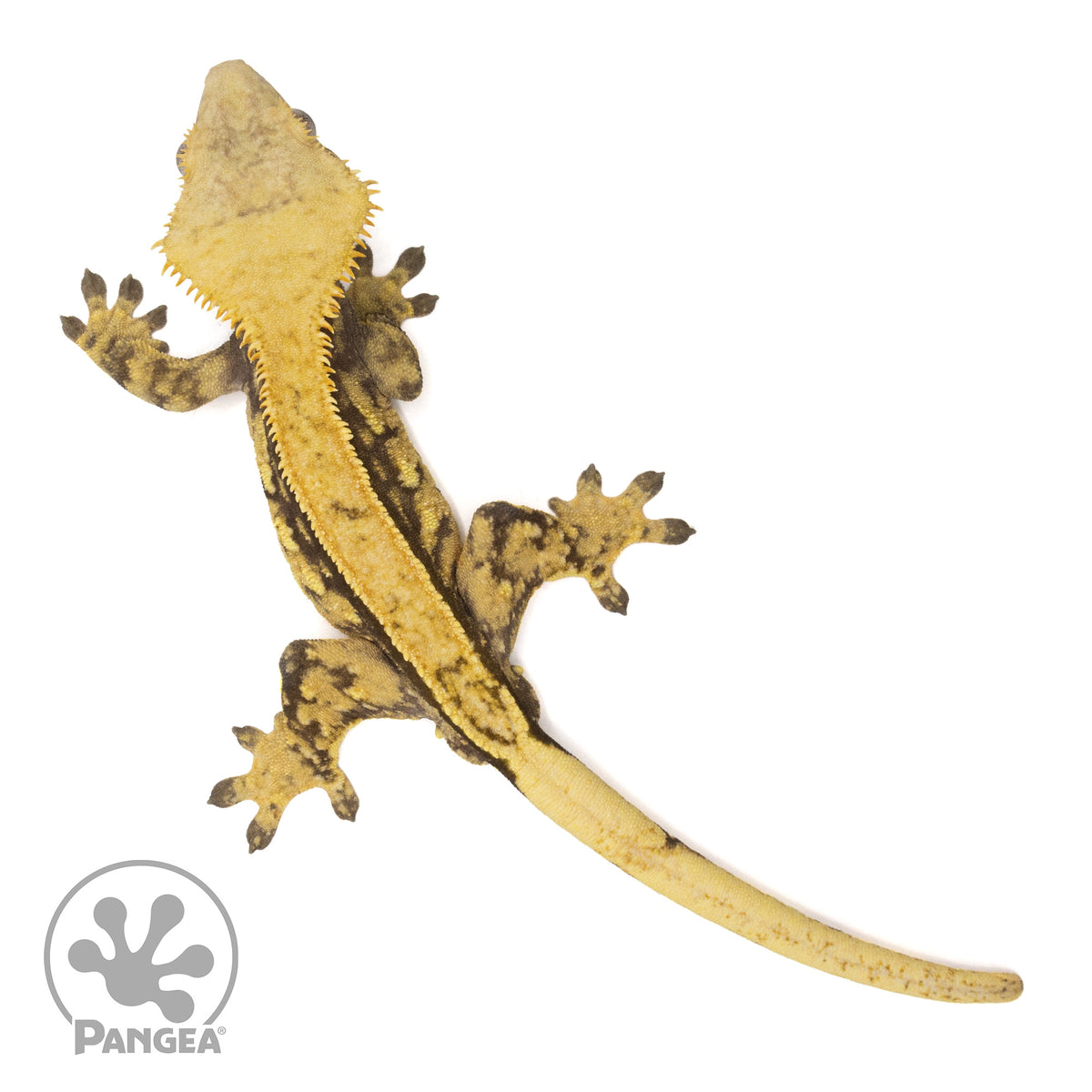 Male Pinstripe Crested Gecko | Pangea Reptile | Cr-2045 - Pangea ...