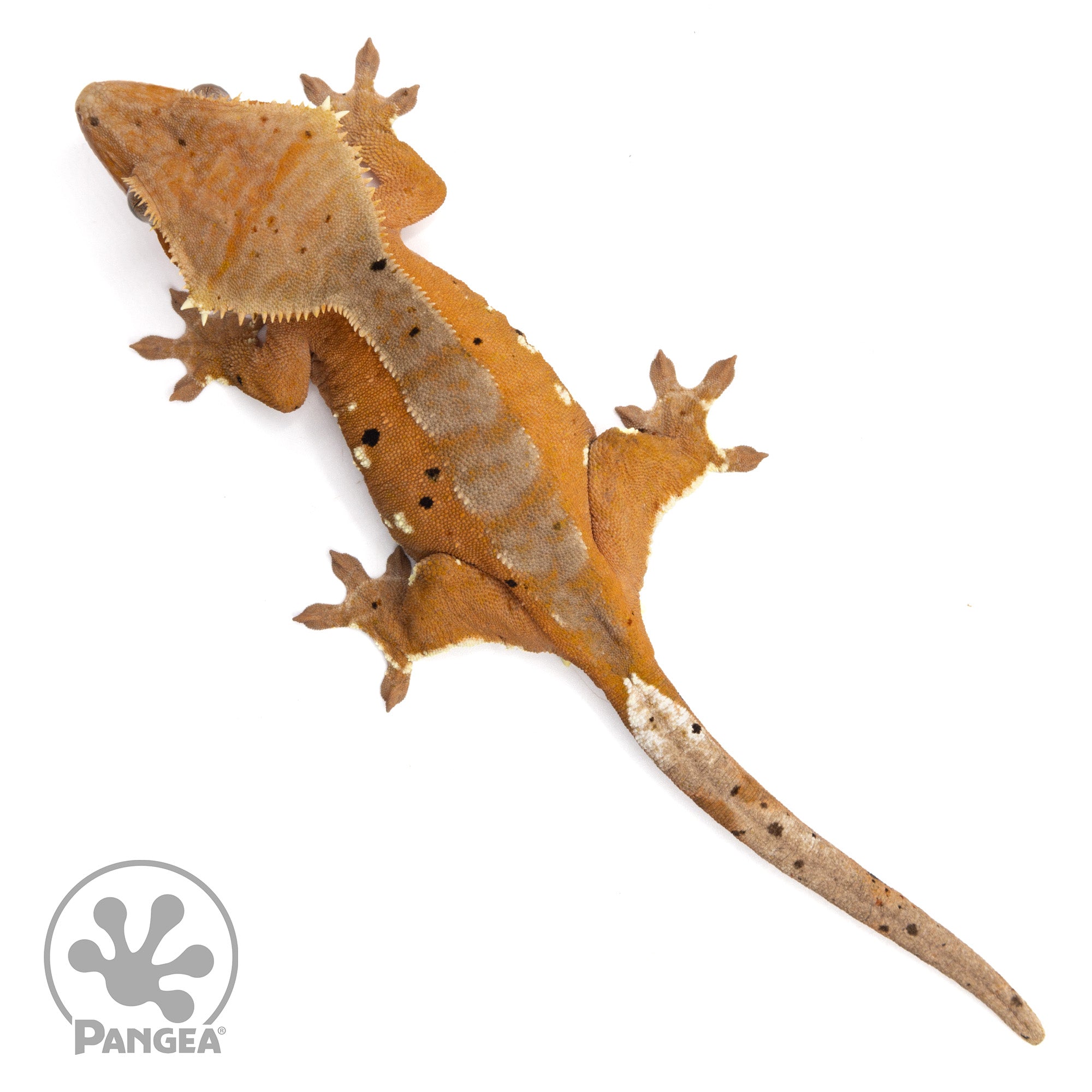 Female Red Phantom Crested Gecko | Pangea Reptile | Cr-2123 - Pangea ...