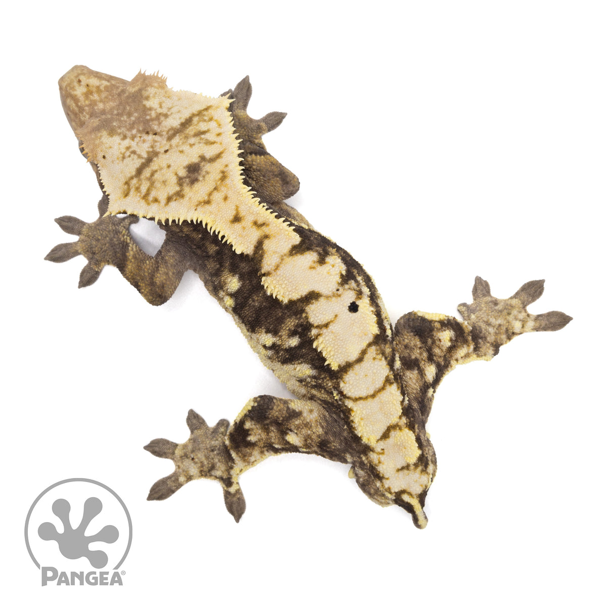 Male Extreme Harlequin Crested Gecko| Pangea Reptile | Cr-2128 - Pangea ...