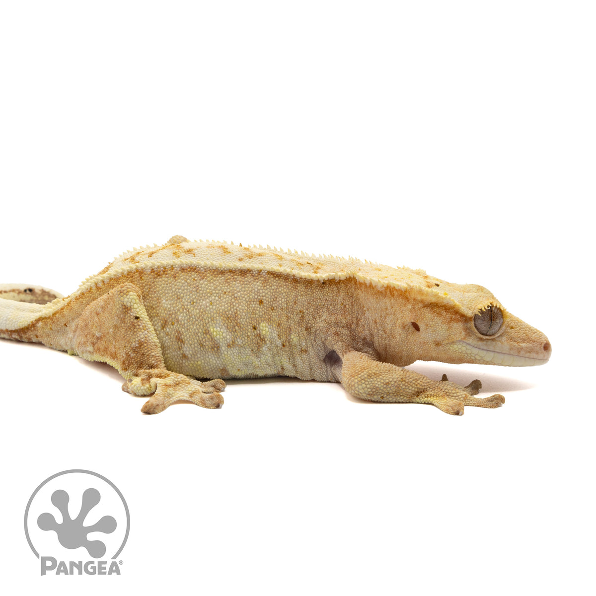 Female Hypo Harlequin Crested Gecko 