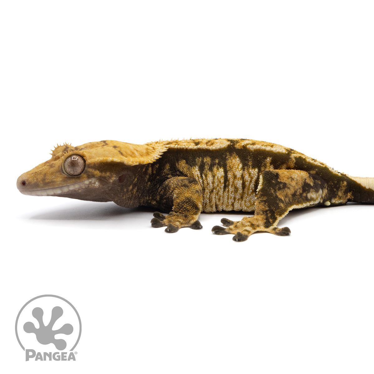 Female Tricolor Extreme Crested Gecko | Pangea Reptile | Cr-2146 ...