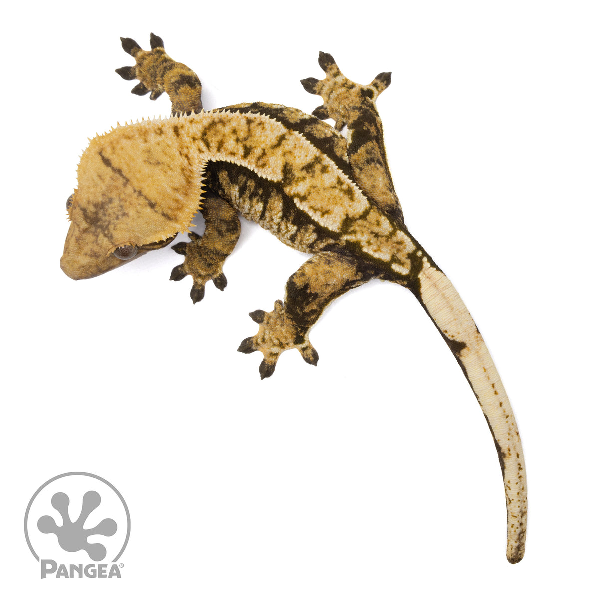 Female Tricolor Extreme Crested Gecko | Pangea Reptile | Cr-2146 ...