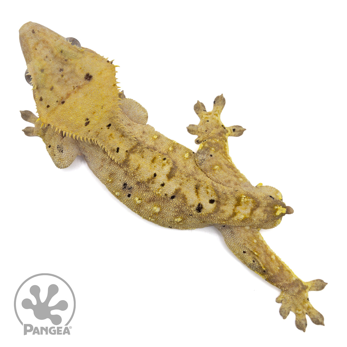 Male Tiger Dalmatian Crested Gecko | Pangea Reptile | Cr-2151 - Pangea ...