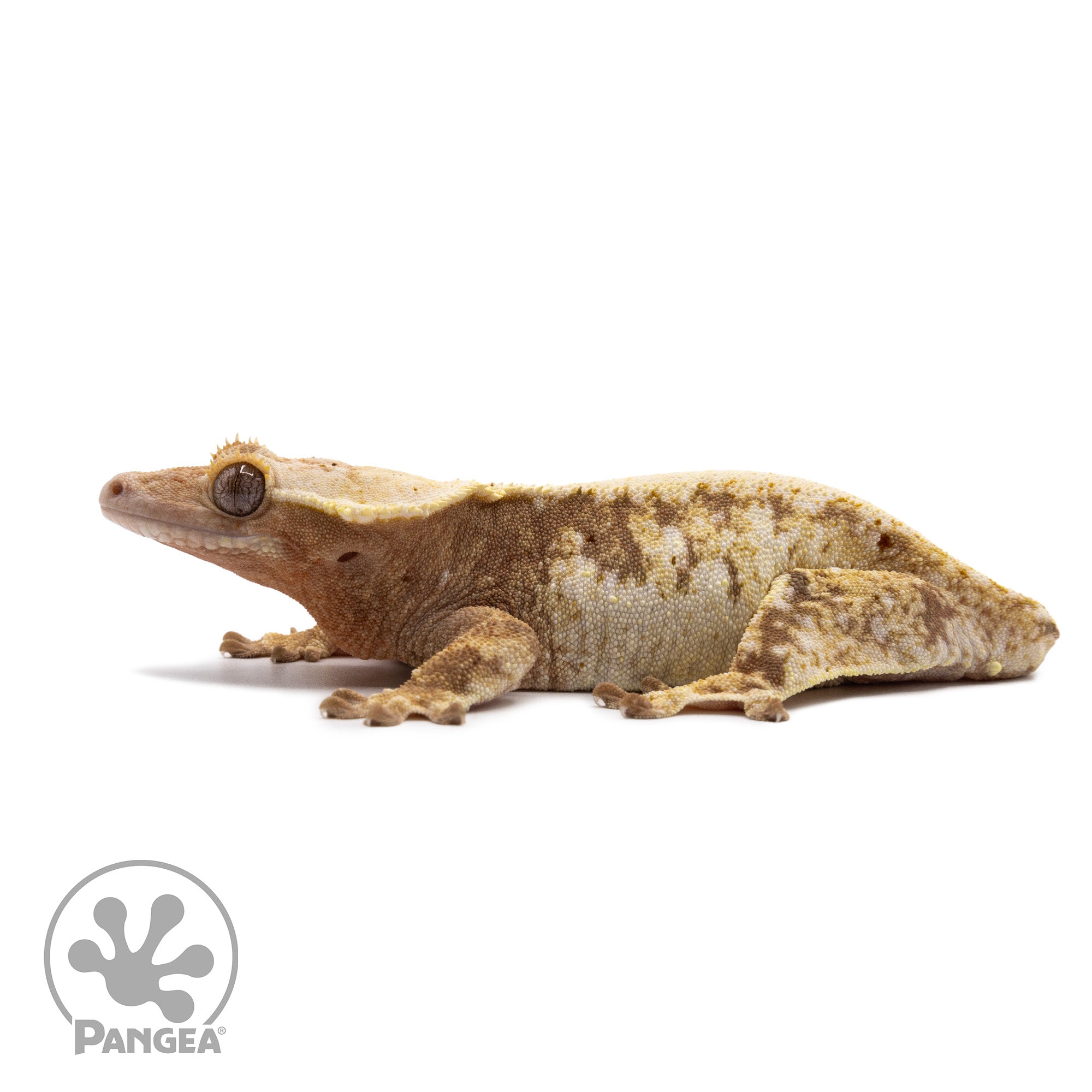 Female Extreme Harlequin Crested Gecko Cr-2159 facing left