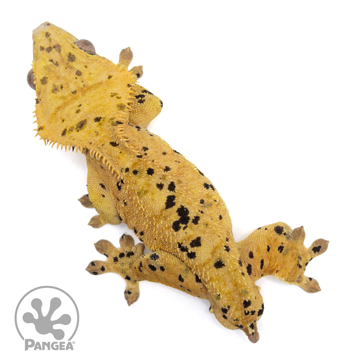 Male Dalmatian Crested Gecko 