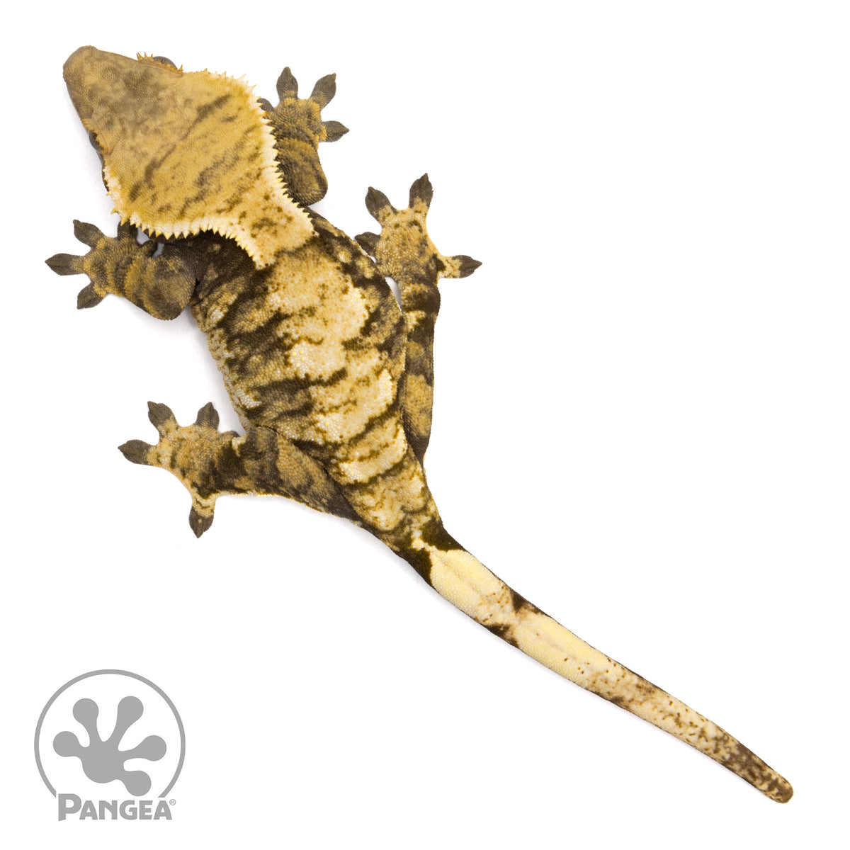 Female Tricolor Xxx Crested Gecko 