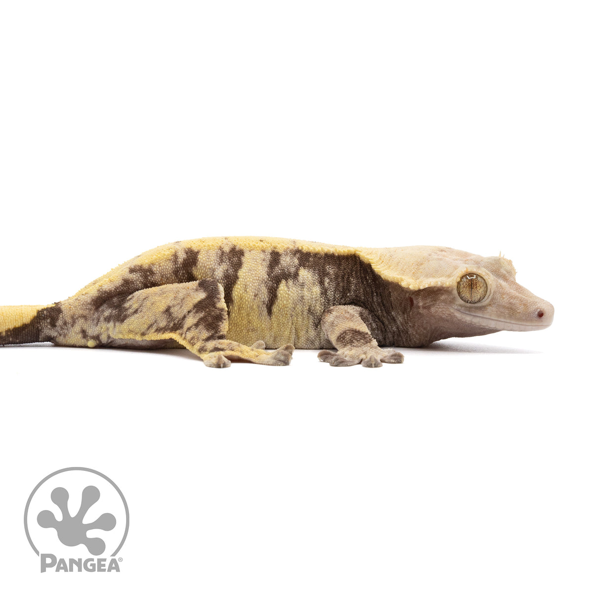 Female Extreme Harlequin Crested Gecko 