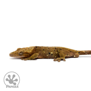 Male Dalmatian Crested Gecko Cr-2230 facing left