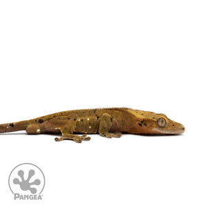 Male Dalmatian Crested Gecko Cr-2230 facing right