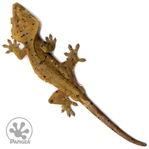 Male Dalmatian Crested Gecko Cr-2230 from above