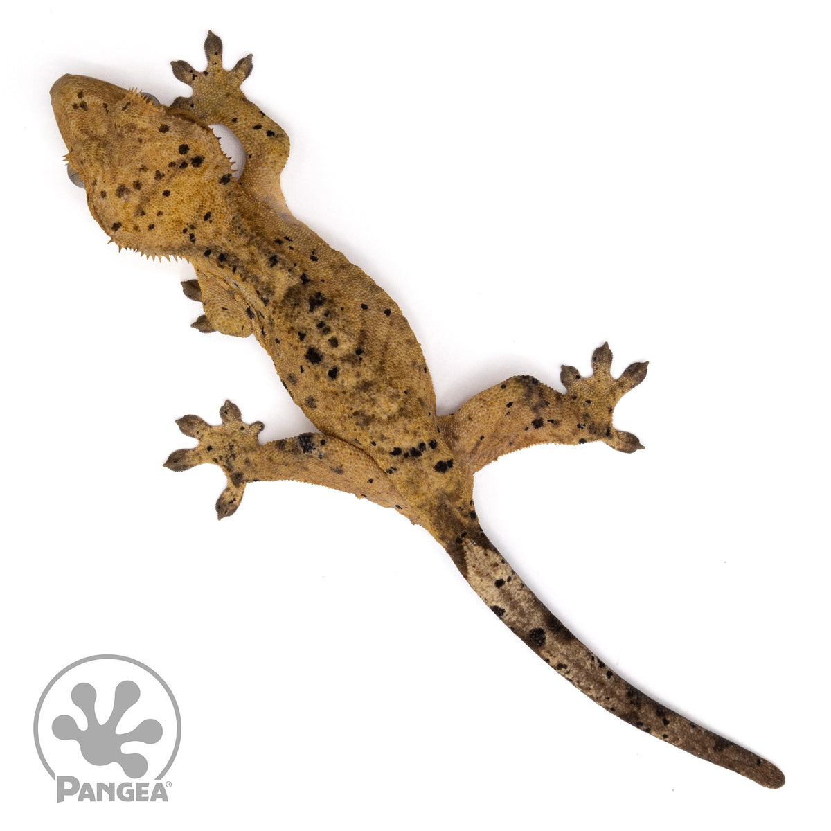 Female Super Dalmatian Crested Gecko | Pangea Reptile | Cr-2235 ...