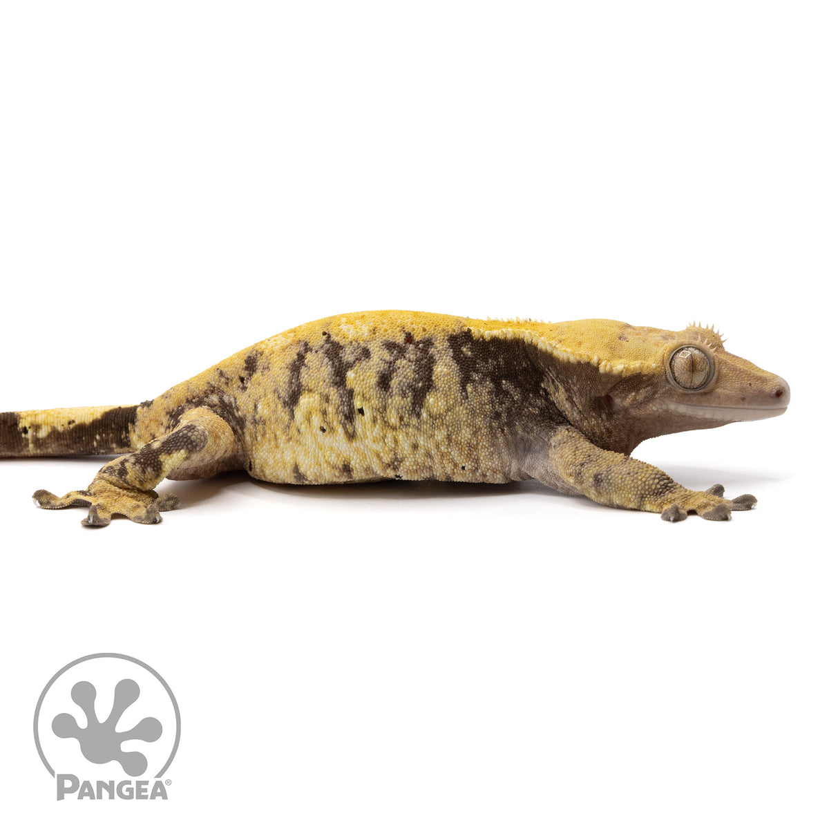 Female XXX Crested Gecko | Pangea Reptile | Cr-2291 - Pangea Reptile LLC