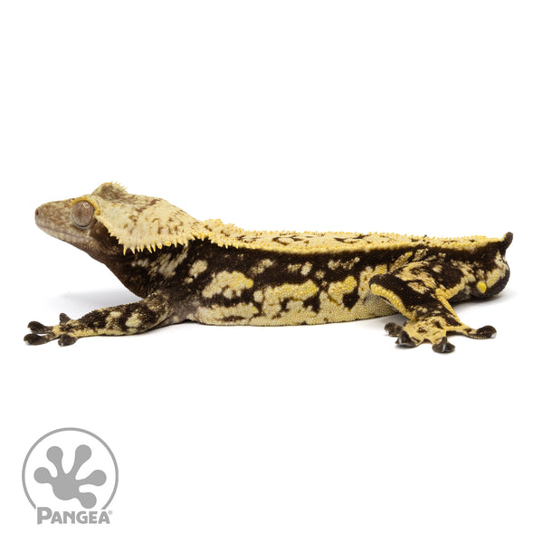 Male Extreme Harlequin Crested Gecko | Pangea Reptile | Cr-2346 - Pangea  Reptile LLC