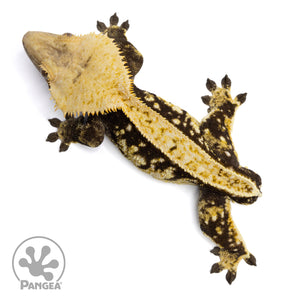 Male Extreme Harlequin Crested Gecko Cr-2350