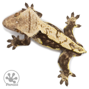 Male Harlequin Crested Gecko Cr-2379 from above