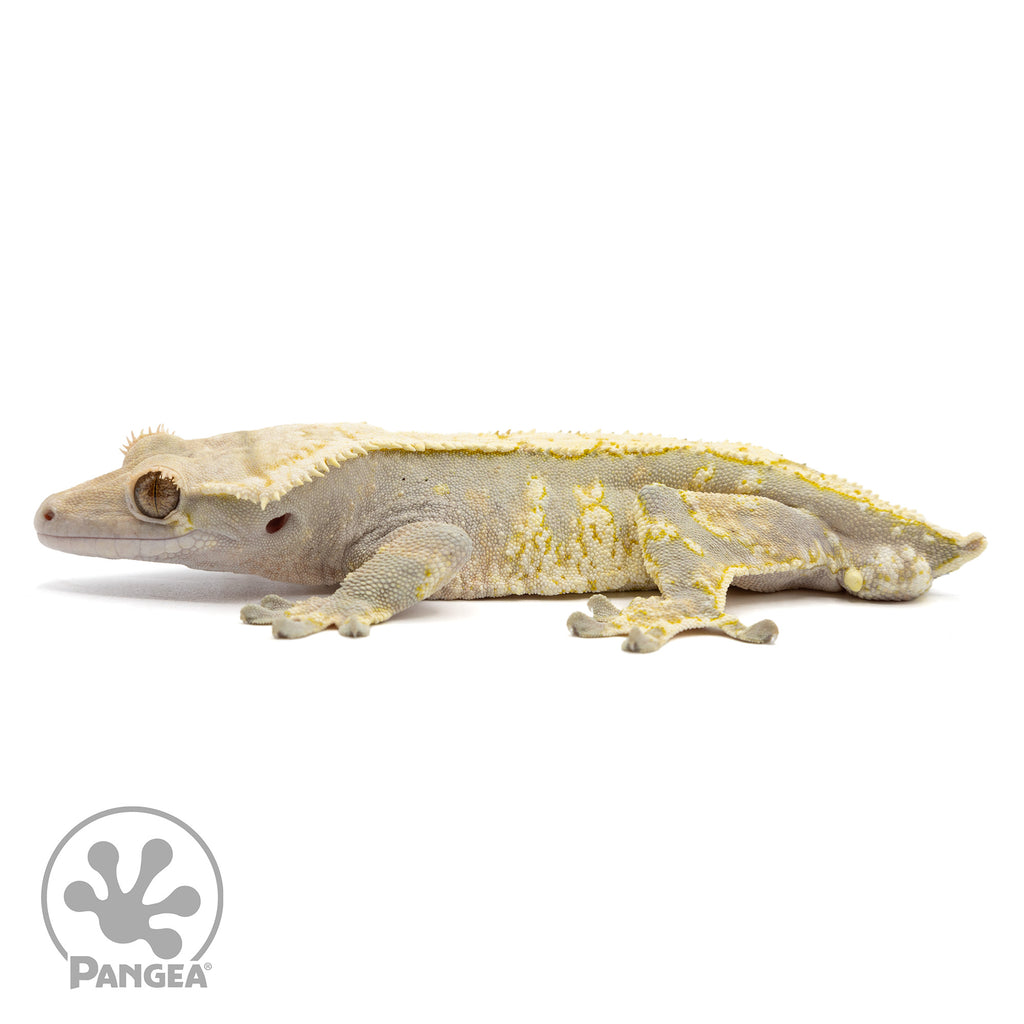 Male Cold Fusion Harlequin Crested Gecko | Pangea Reptile | Cr-2382 -  Pangea Reptile LLC